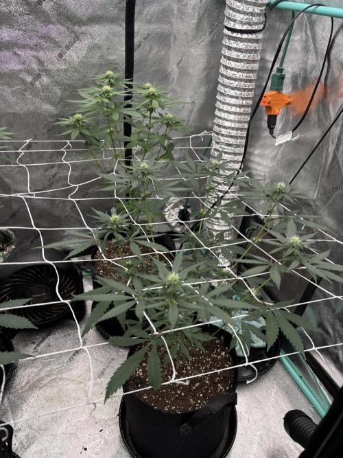 Raw and InHouse Grow 2026. Week 5