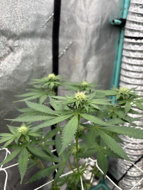 Raw and InHouse Grow 2026. Week 5 - Back right is also In House
