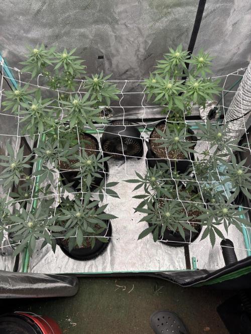 Raw and InHouse Grow 2026. Week 5