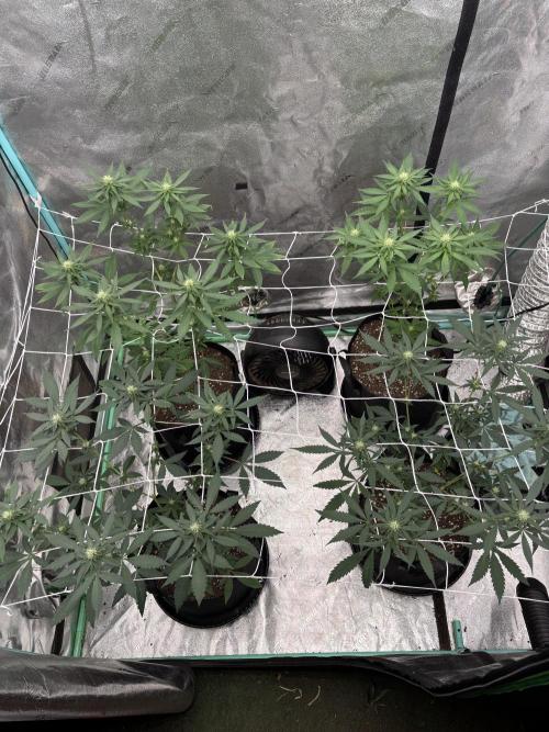 Raw and InHouse Grow 2026. Week 5