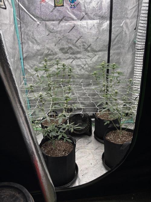 Raw and InHouse Grow 2026. Week 5