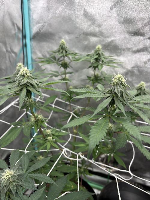 Raw and InHouse Grow 2026. Week 6