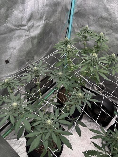 Raw and InHouse Grow 2026. Week 6