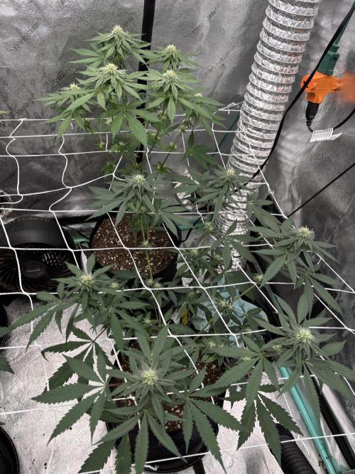 Raw and InHouse Grow 2026. Week 6