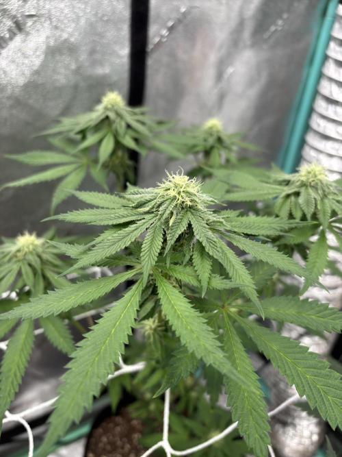Raw and InHouse Grow 2026. Week 6