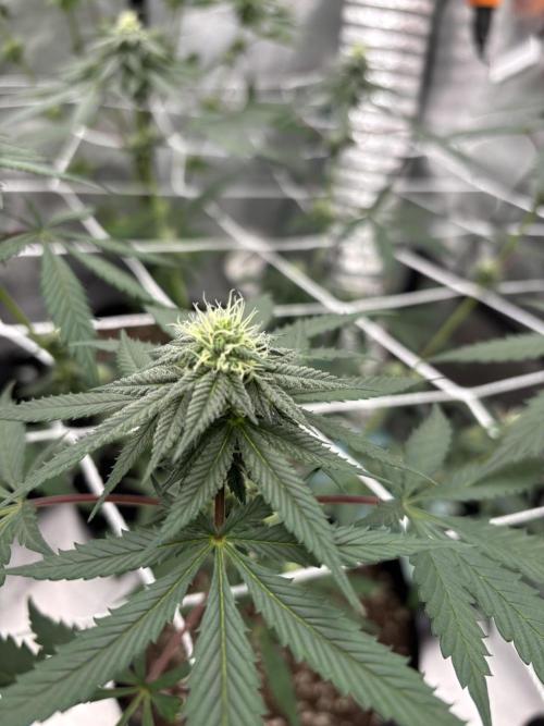 Raw and InHouse Grow 2026. Week 6