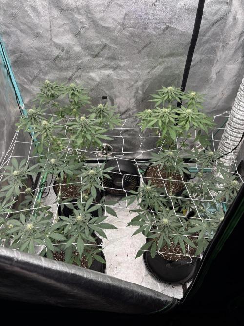 Raw and InHouse Grow 2026. Week 6