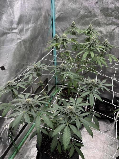 Raw and InHouse Grow 2026. Week 7