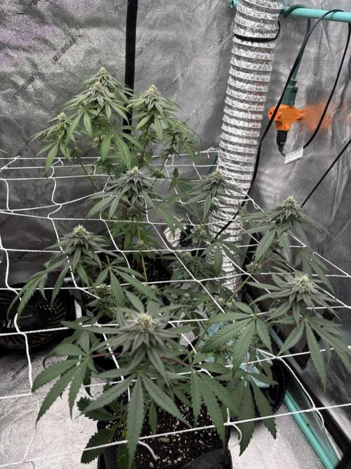 Raw and InHouse Grow 2026. Week 7