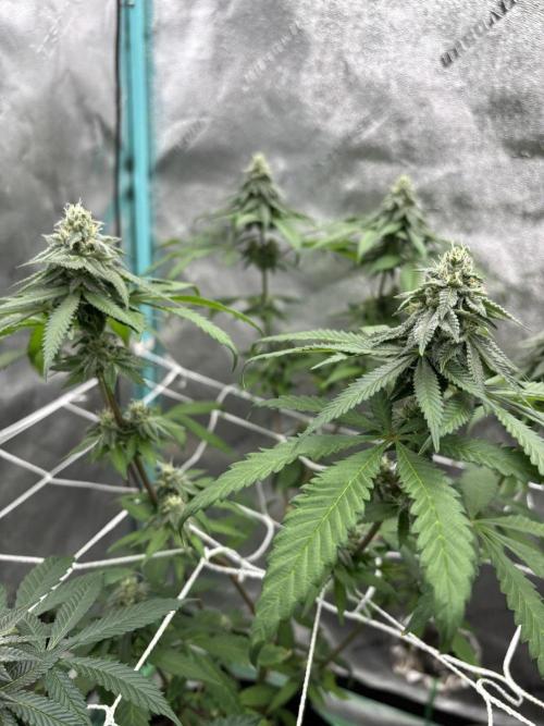 Raw and InHouse Grow 2026. Week 7
