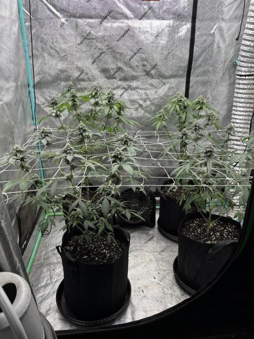 Raw and InHouse Grow 2026. Week 7