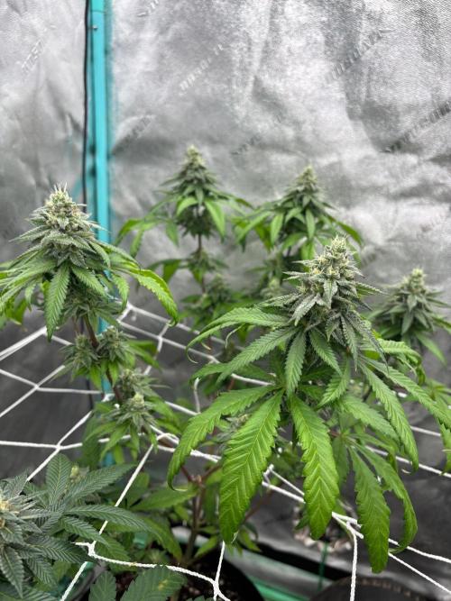 Raw and InHouse Grow 2026. Week 8