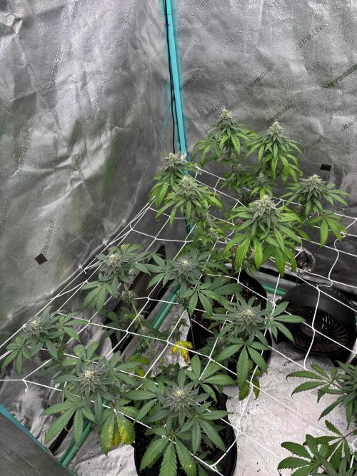 Raw and InHouse Grow 2026. Week 8 - Too aggressive with topping + a bad cold spell in Wk2-4 of flower= stunted