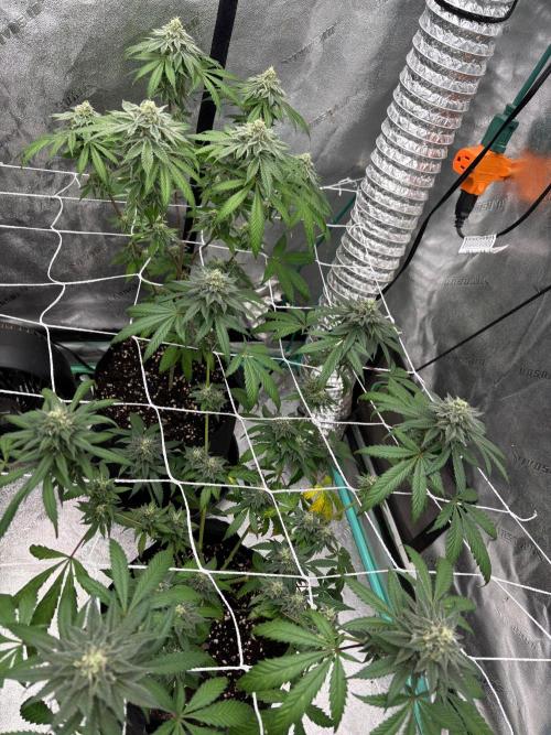 Raw and InHouse Grow 2026. Week 8