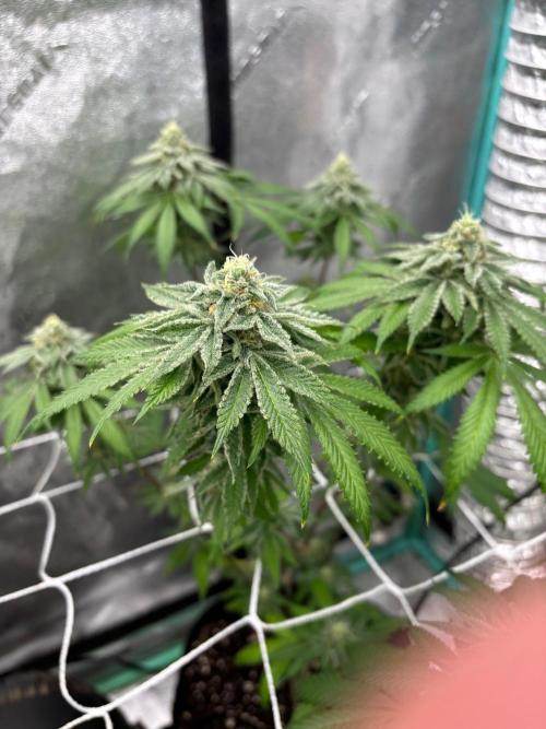 Raw and InHouse Grow 2026. Week 8 - Sorry about the finger.  Frosty!