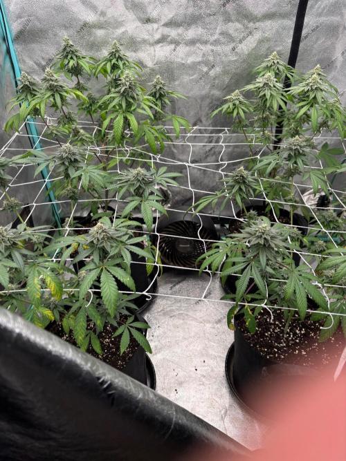 Raw and InHouse Grow 2026. Week 8 - Not a dense canopy at all but let's get a grow done, and build on it.