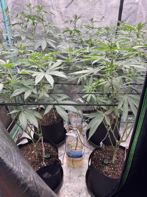Summer Grow 2026. Week 2