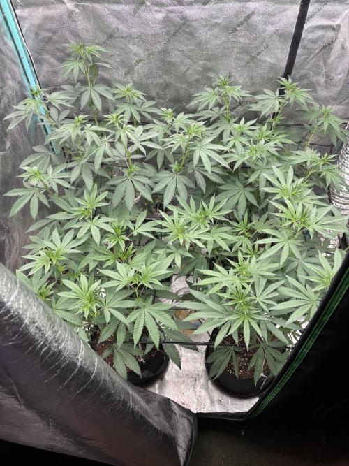 Summer Grow 2026. Week 2