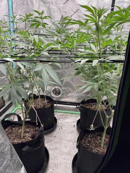 Summer Grow 2026. Week 1
