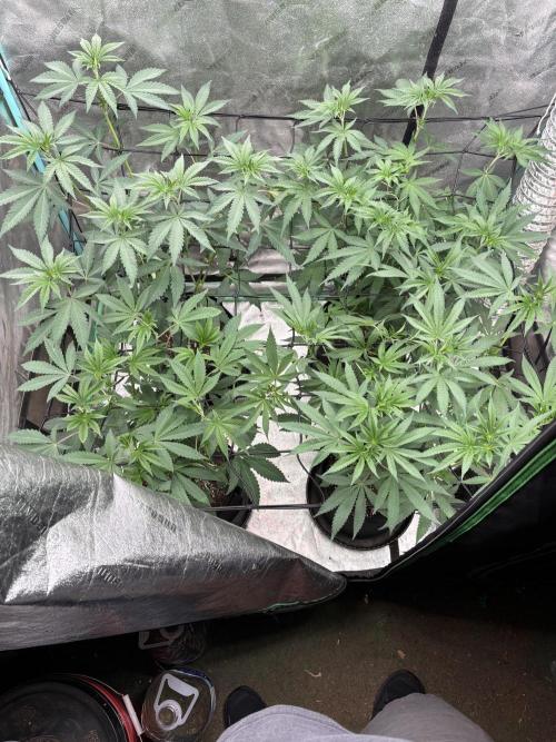 Summer Grow 2026. Week 1