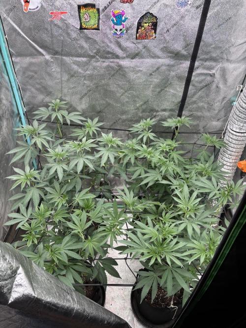 Summer Grow 2026. Week 1