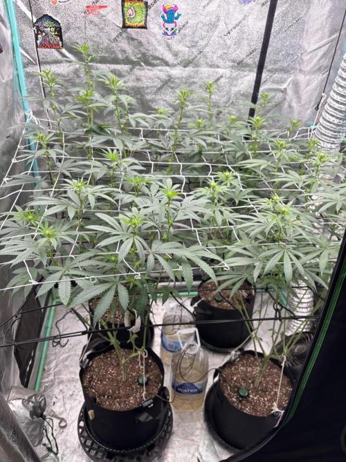 Summer Grow 2026. Week 3