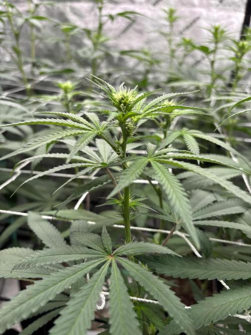 Summer Grow 2026. Week 3