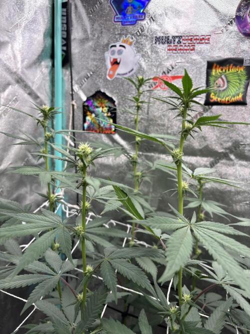 Summer Grow 2026. Week 3