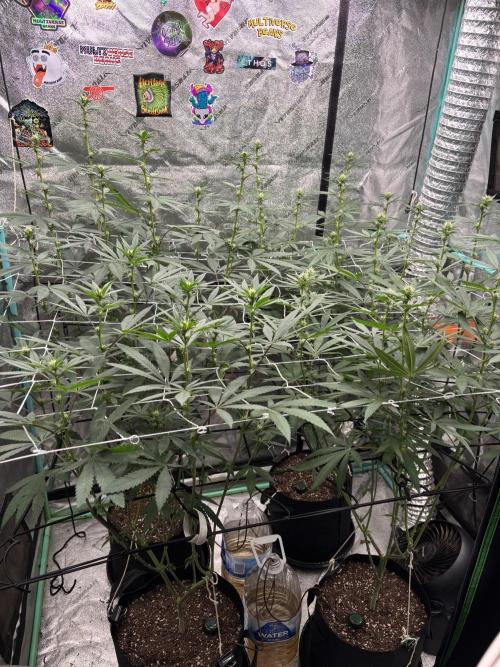 Summer Grow 2026. Week 3