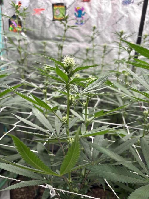 Summer Grow 2026. Week 3