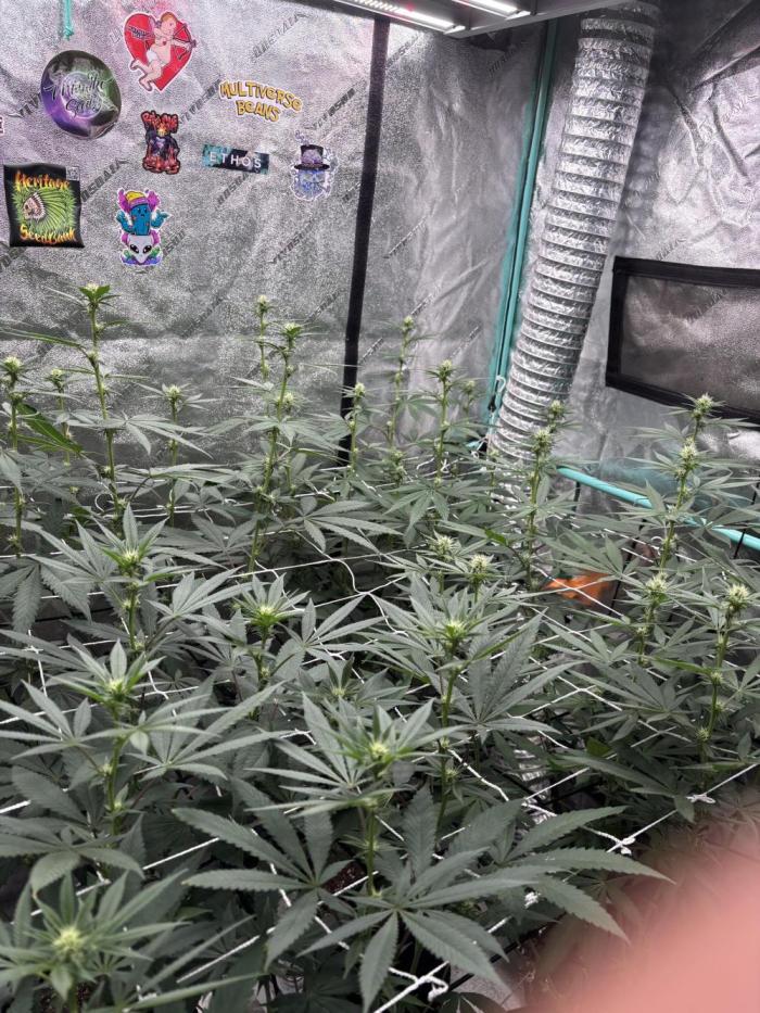 Summer Grow 2026. Week 4