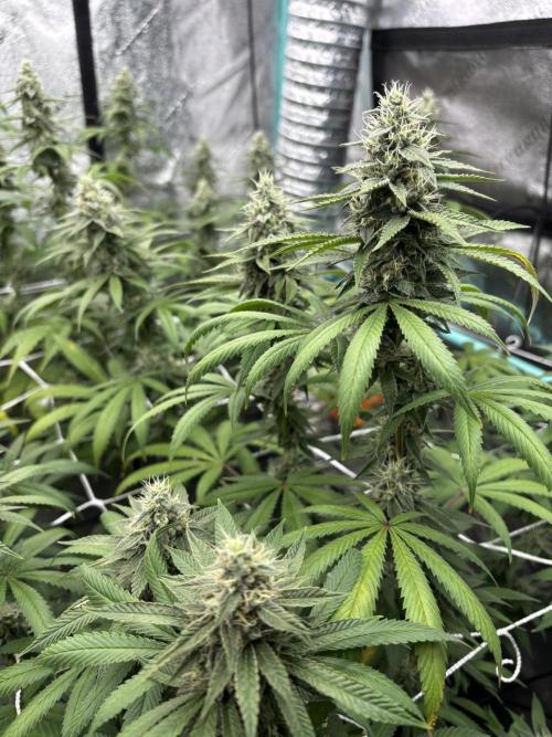 Summer Grow 2026. Week 7