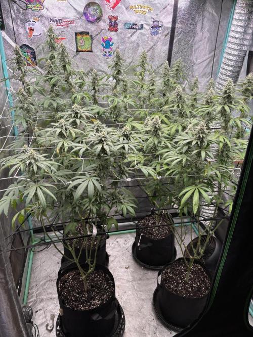 Summer Grow 2026. Week 7