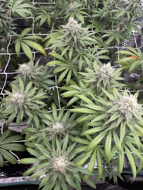 Summer Grow 2026. Week 7