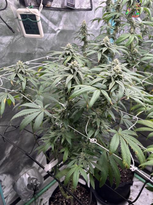 Summer Grow 2026. Week 7