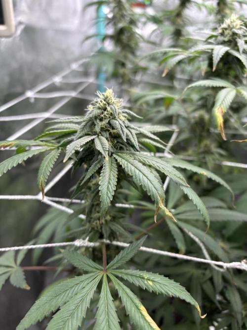 Summer Grow 2026. Week 7