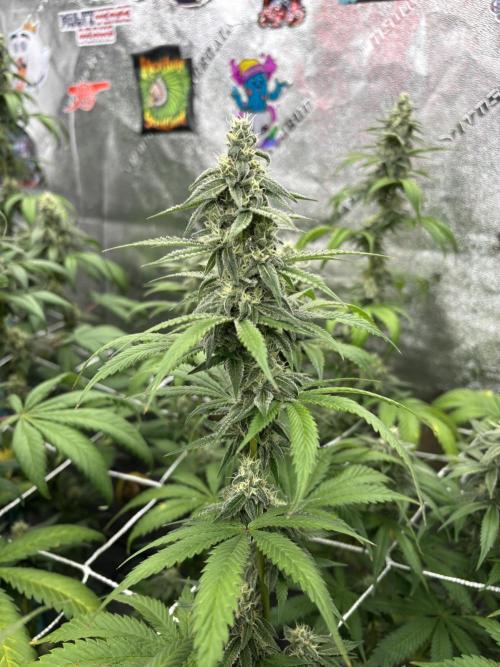 Summer Grow 2026. Week 7