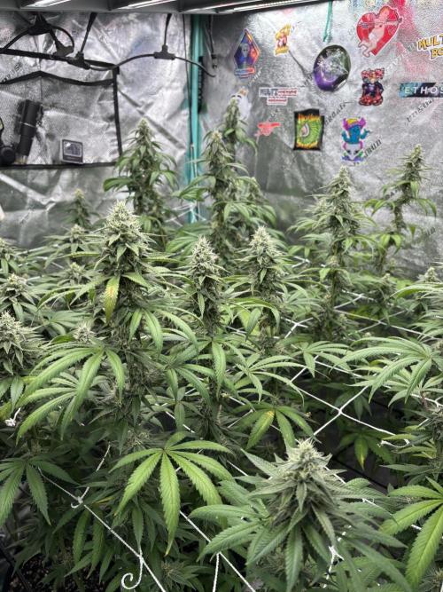 Summer Grow 2026. Week 7
