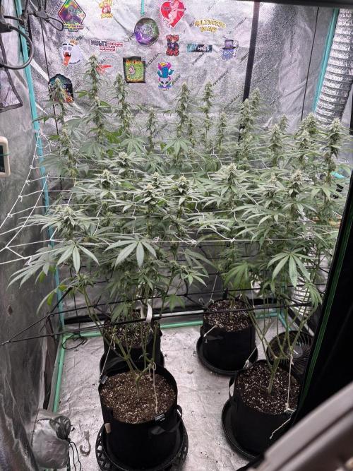 Summer Grow 2026. Week 6