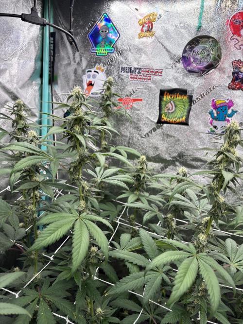 Summer Grow 2026. Week 6