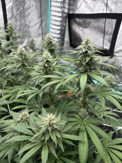 Summer Grow 2026. Week 6