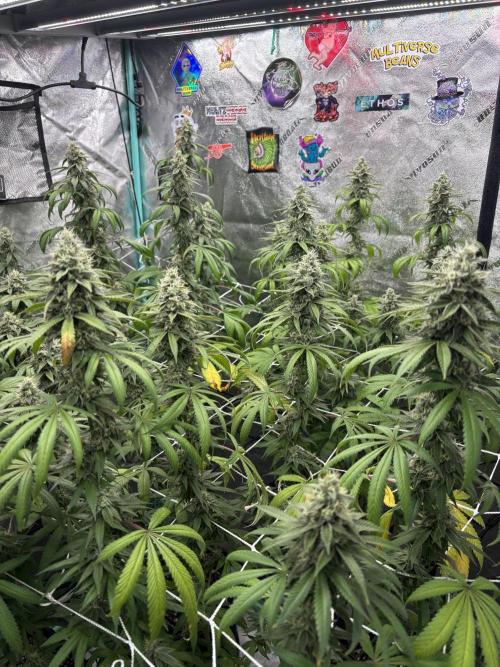 Summer Grow 2026. Week 8 - Watering/feeding every 3 days.  For most of flower it was every 5.  