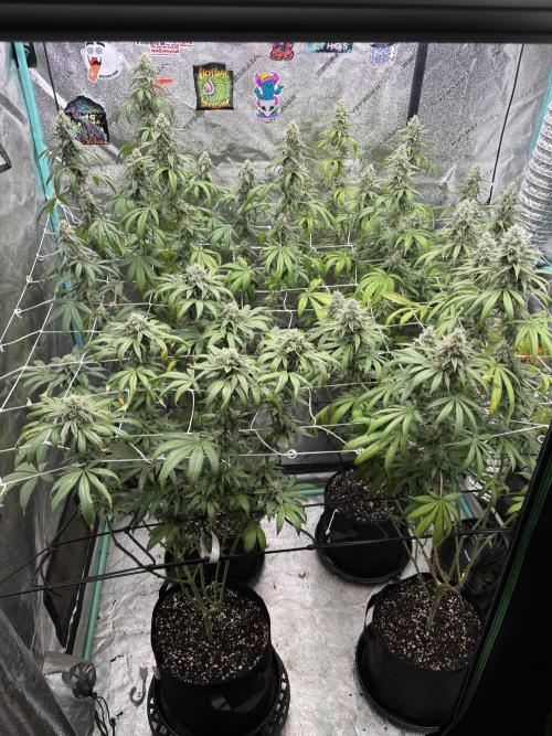 Summer Grow 2026. Week 8 - The front left is the LiT LCB.  The tall girls are all InHouse CC.