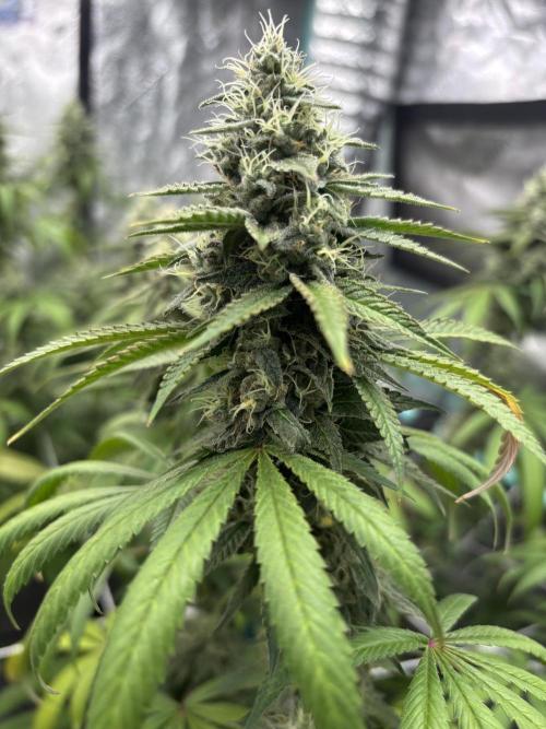 Summer Grow 2026. Week 8 - Two phenos in the back: skinny and stacked but not as beefy as CC #1 up front.