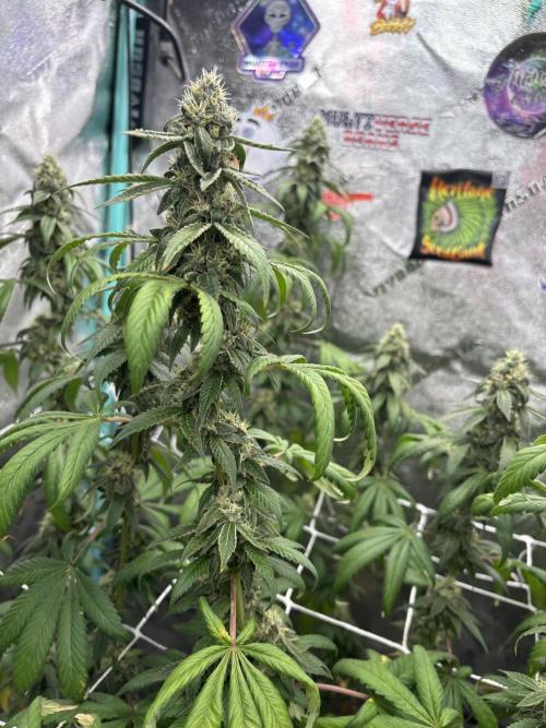 Summer Grow 2026. Week 8