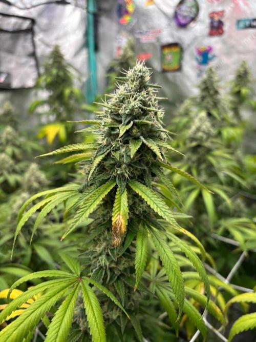 Summer Grow 2026. Week 9
