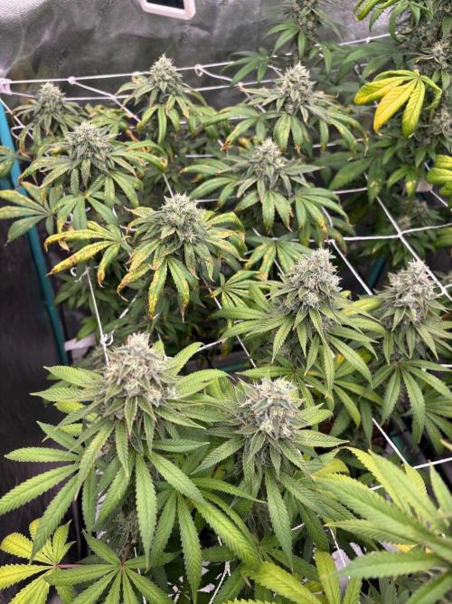 Summer Grow 2026. Week 9