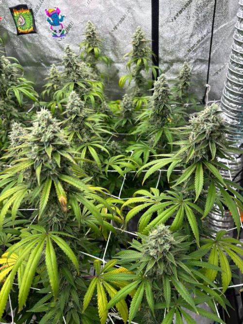 Summer Grow 2026. Week 9