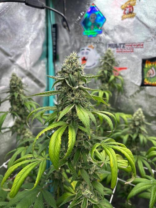 Summer Grow 2026. Week 9