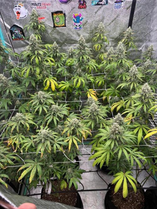 Summer Grow 2026. Week 9